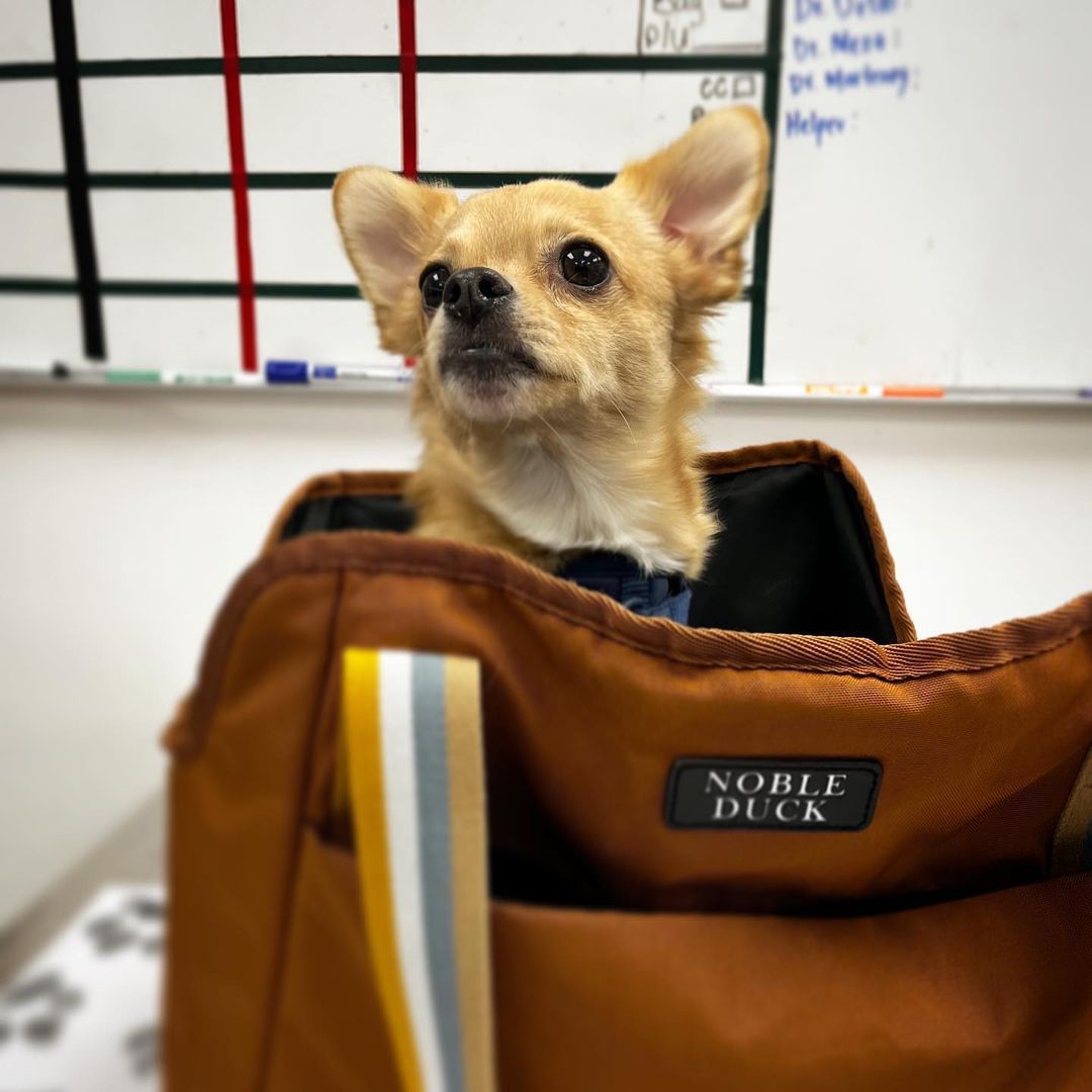 Meadowlands Veterinary Hospital